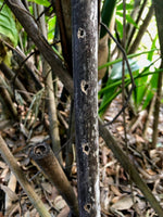 Side Blown Flute - The Japanese Garden ~ Nature Flute