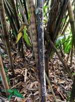 Side Blown Flute - The Japanese Garden ~ Nature Flute