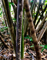 Side Blown Flute - The Japanese Garden ~ Nature Flute